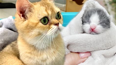 Adopted Kitten Kisses Mom Cat So That She Feeds Him YouTube