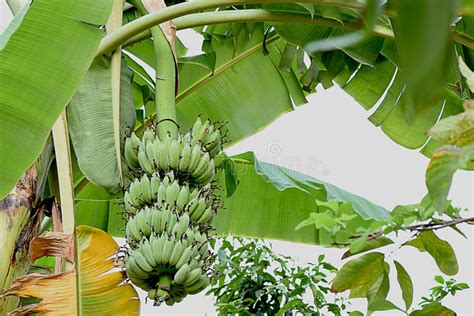 Banana Stock Photo Image Of Plant Cluster Food Herbs 92842004
