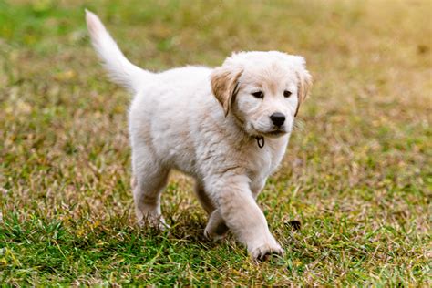How To Potty Train Your Golden Retriever In As Little As 2 Weeks