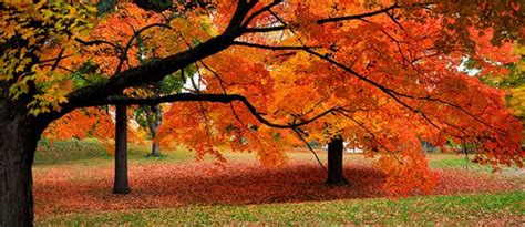 Bing Themes Fall Falling Autumn Leaves Fall Pinterest Autumn