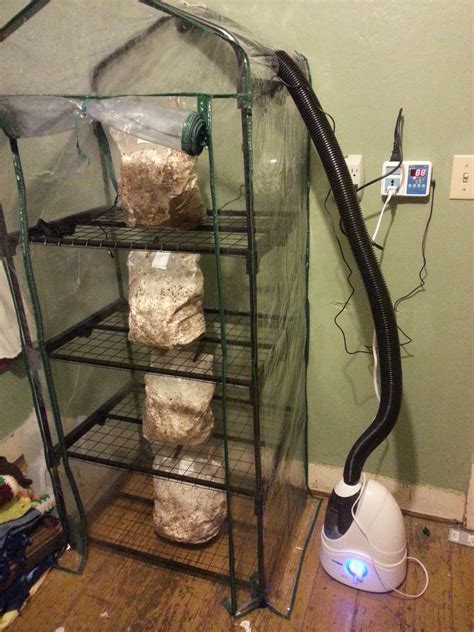 My Recently Built Mushroom Fruiting Chamber With Four Bags Of Oyster