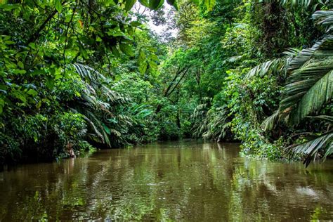 Jungle Scenery In Tortuguero National Park In Costa Rica Stock Photo