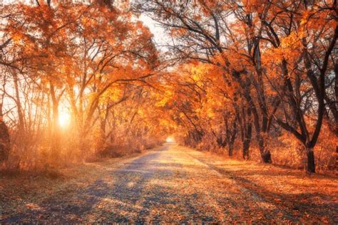 Autumn Forest Forest With Country Road At Sunset Stock Image