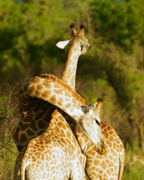 Necking Cute Wild Animals Giraffe Fight Giraffe