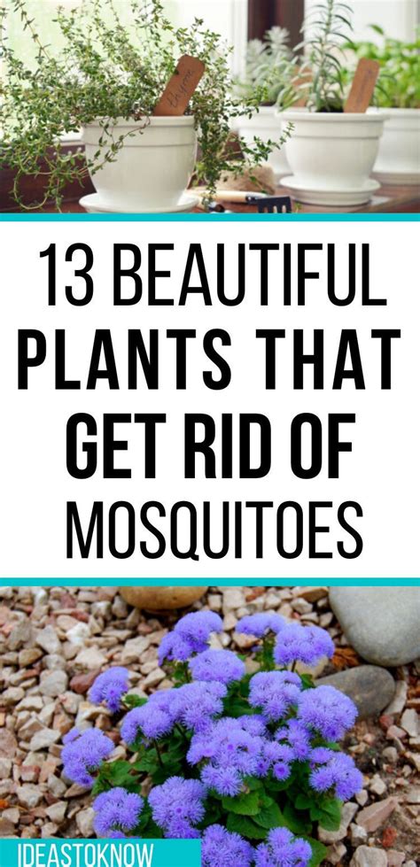13 Best Mosquito Repellant Plants To Save You Forever Mosquito