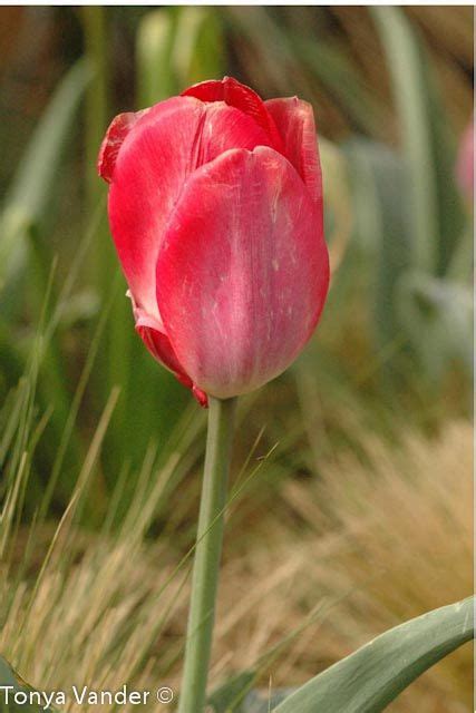 Single Tulip Tulips Floral Wallpaper Floral