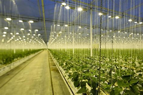 The Inside Of A Greenhouse With Plants Growing In Rows And Lights