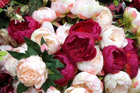 These Peony Colors Will Brighten Up Your Garden Southern Living