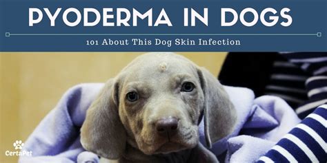 Pyoderma In Dogs 101 About This Dog Skin Infection Dog Skin