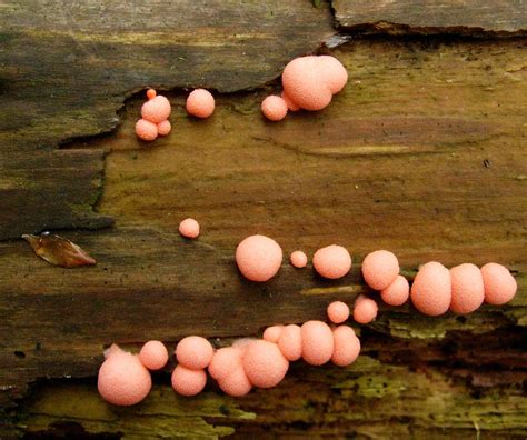 Pink Fungi Lycogala Epidendrum Found On The Northern Edge Flickr