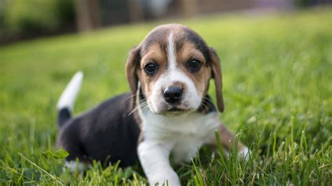 Beagle Pet Puppy On Green Grass Hd Animals Wallpapers Hd Wallpapers
