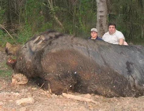 The Fattest Pig In The World And The Fattest Pig In China Weigh 2260