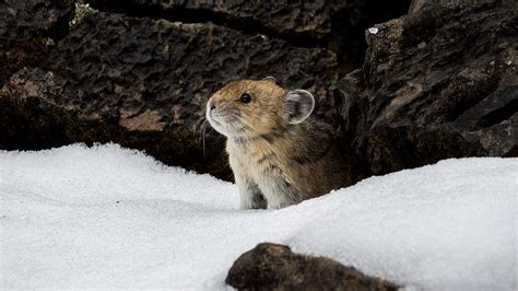 American Pikas Show Resiliency In Face Of Global Warming Eurasia Review