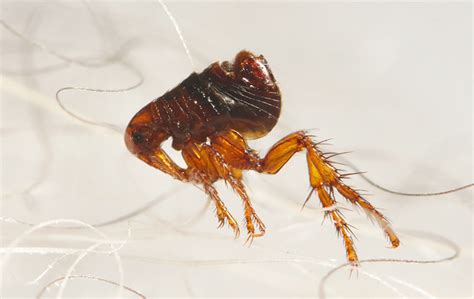 Learn More About Flea Control And Prevention Accurate Termite And Pest