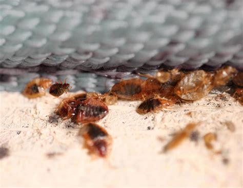 Can I Sue A Hotel For Bed Bug Bites Or A Bed Bug Infestation In My Room