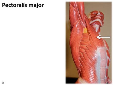 Pectoralis Major Latissimus Dorsi From Below The Armpit Muscle