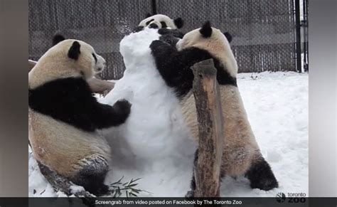 Three Giant Pandas Take On Snowman Video Is Too Cute To Miss