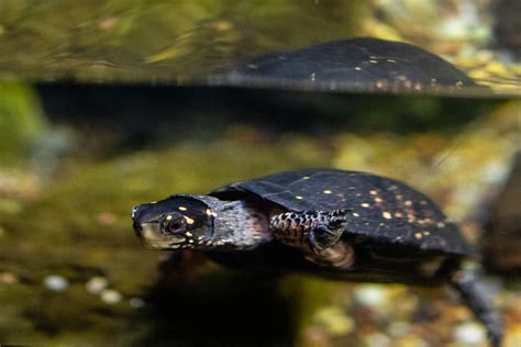 Celebrate National Wildlife Day Alliance For The Chesapeake Bay