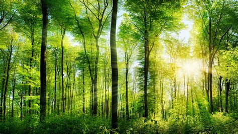 Photo Rays Of Light Summer Nature Forests Trunk Tree 1920x1080