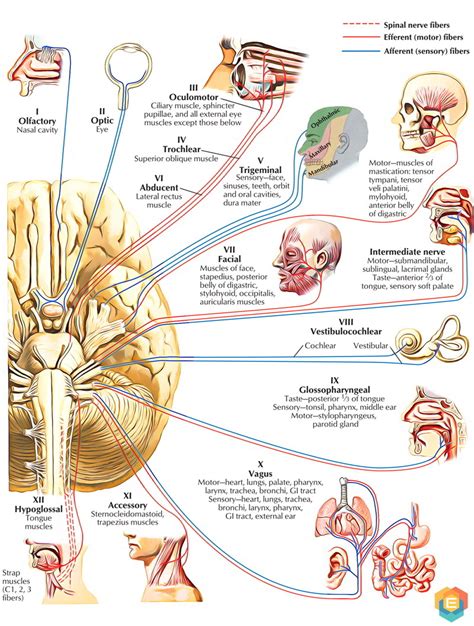 Anatomy Of Cranial Nerves A Pathways Of Cranial Nerves To Various My Xxx Hot Girl