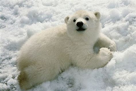Cute Polar Bear Cubs Cute Picture Polar Bear Cub In