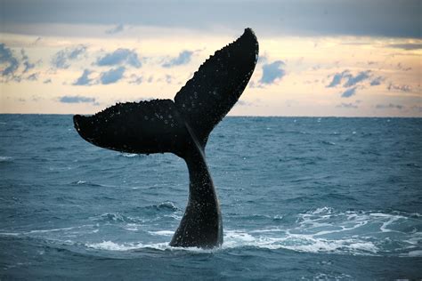 a whale tail dancing in the hervey bay sunset whalewatching herveybay queensland whale