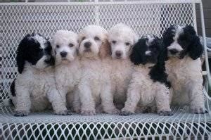 Standard poodle puppies for sale in schwenksville will have red/apricot, brown and black royal/large & standard puppies for sale > males $2,700. ~*AKC STANDARD PARTI POODLE PUPPIES*~ for Sale in Deer ...