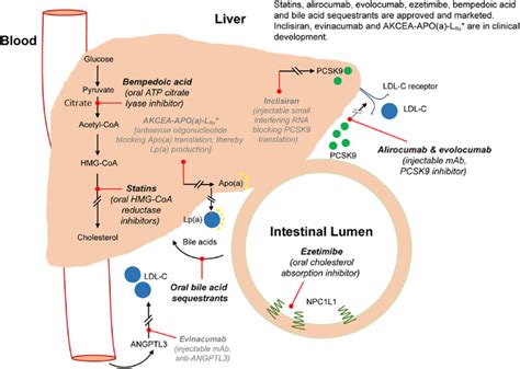 Sites And Targets Of Lipid Lowering Therapies Approved Drugsdrug