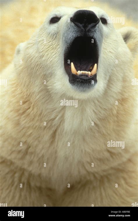 Polar Bear Showing Its Teeth Stock Photo Alamy