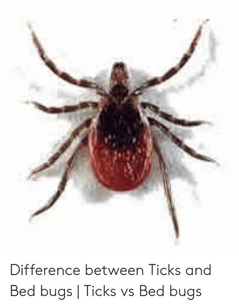 Difference Between Ticks And Bed Bugs Ticks Vs Bed Bugs