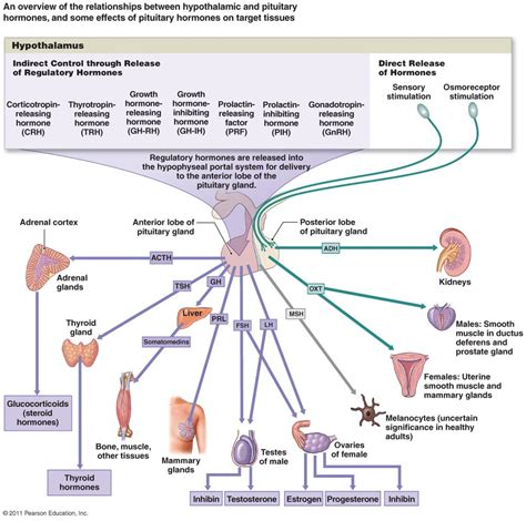 Endocrine System Exam 1 The Hypothalamus Hormones And Cells Diagram Quizlet