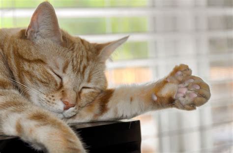 Polydactyl Cats Understanding Cats With Extra Toes Dutch