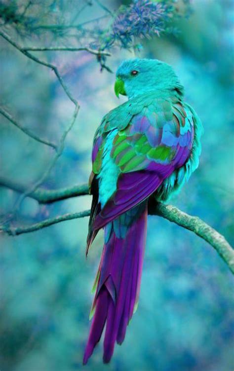 Pin By Jaimy On Landschappen Gebouwen Kleuren Australian Parrots