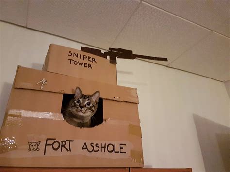 Welcome To Fort Asshole A Hideout A Genius Pet Owner Made For Their