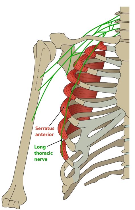 Sports Injury Bulletin Diagnose And Treat Serratus Anterior And