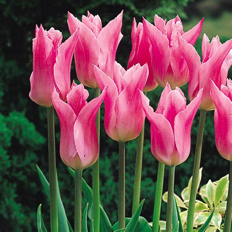 Buy Tulip China Pink Bulbs J Parker Dutch Bulbs