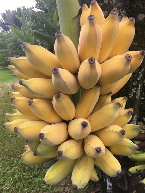Bananas Organic 4 Lbs Farm Fresh Direct To You
