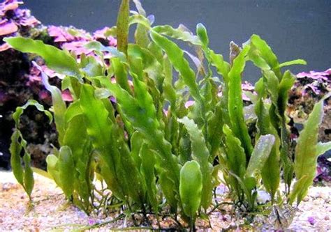 Live Frag Leaf Caulerpa Prolifera Marine Rare Macro Algae Plant Reef