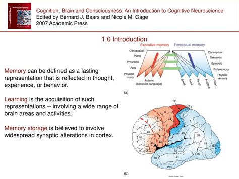 Ppt Cognition Brain And Consciousness An Introduction To Cognitive