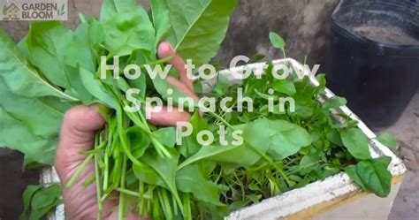 How To Grow Spinach In Pots The 1 Best Step By Step Guide