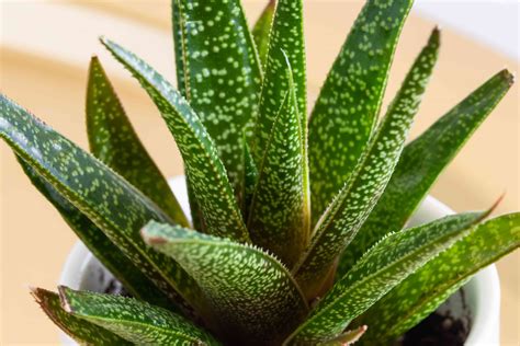 How To Grow And Care For Gasteria