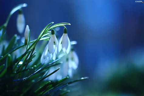 Flowers Snowdrops White For Desktop Wallpapers 2560x1707