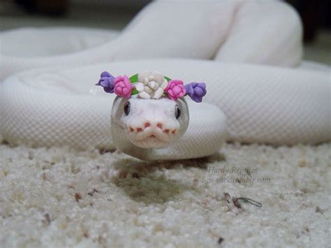 Facebook Page Snakes With Hats Pet Snake Snakes With Hats Cute Snake
