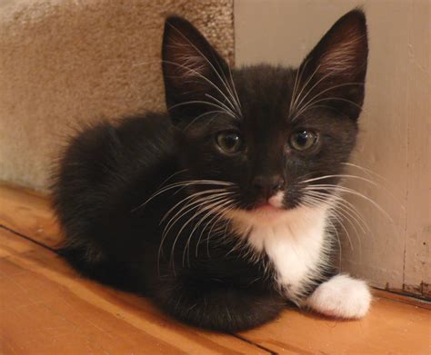 Filetuxedo Kitten Wikimedia Commons
