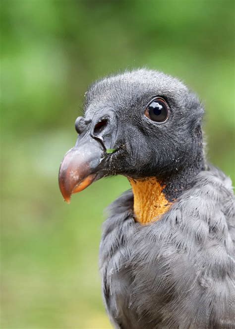 39 Colorful King Vulture Facts Sarcoramphus Papa