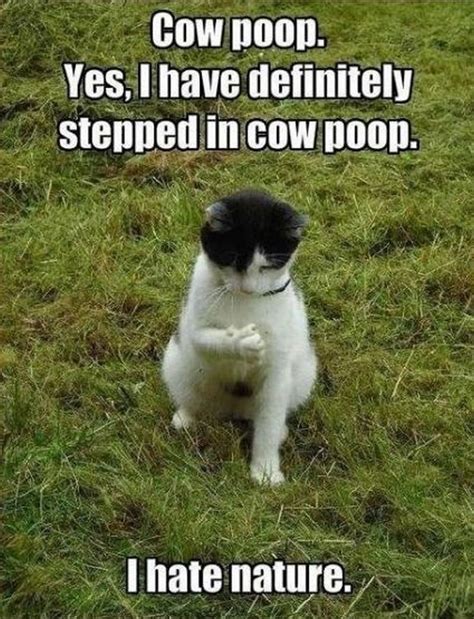 Funniest Cat Memes Ever Will Make You Laugh Right MEOW Cat Quotes Funny Twitter Quotes