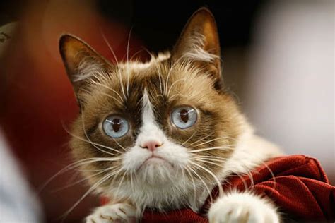 Grumpy Cat Newsweek Pakistan