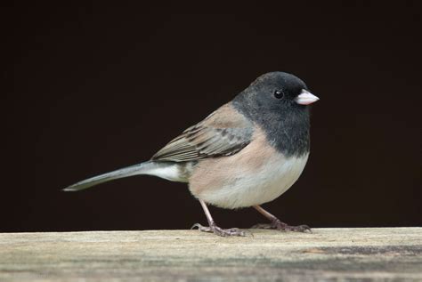 My Juncos Are Prettier Than Yours