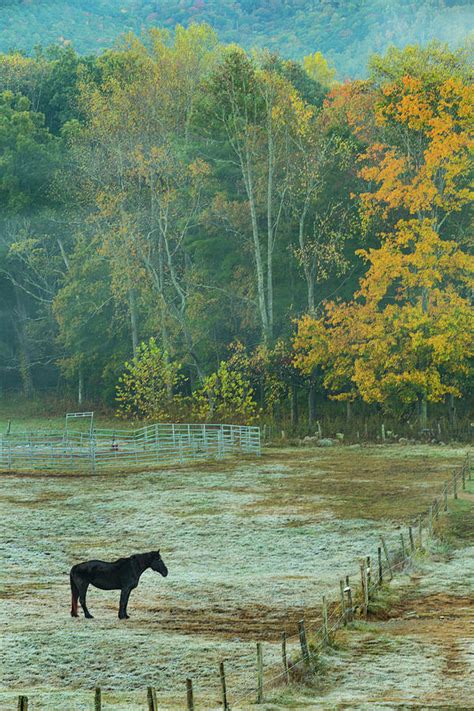 Horse On Frost Morning Cades Cove Smoky Mountains National Park