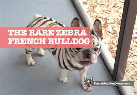 Zebra French Bulldog For Sale Buy A Tiger Striped Frenchie